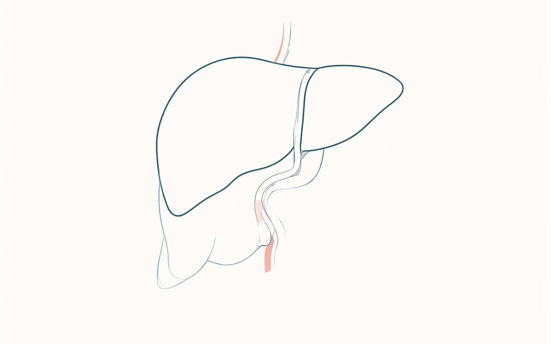 An illustration of a liver outline beside a curved digestive tract.