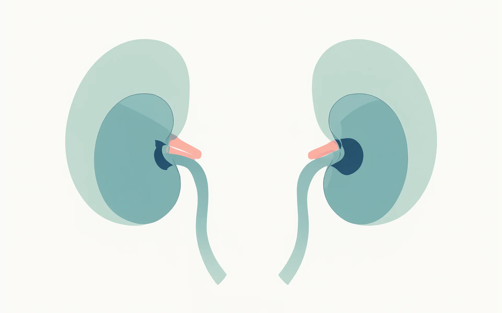 An illustration of two bean-shaped kidneys joined by a soft curved path.